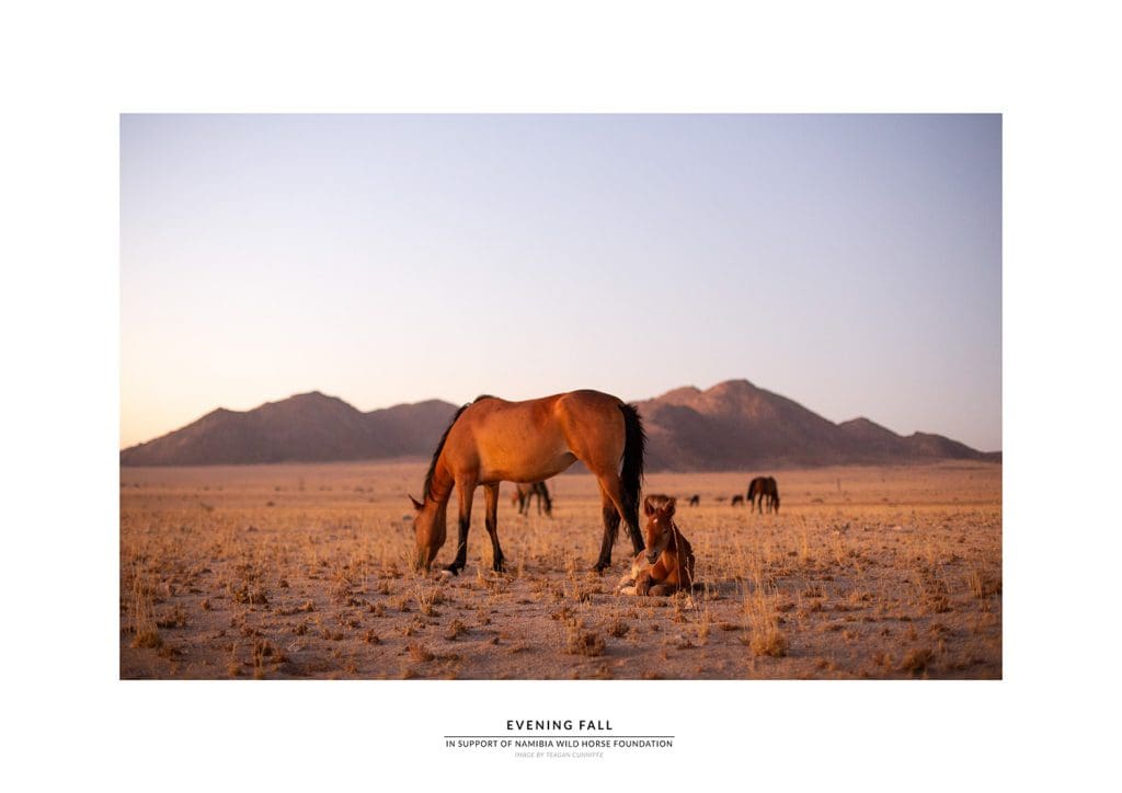Zohra Namibia Wild Horses Foundation