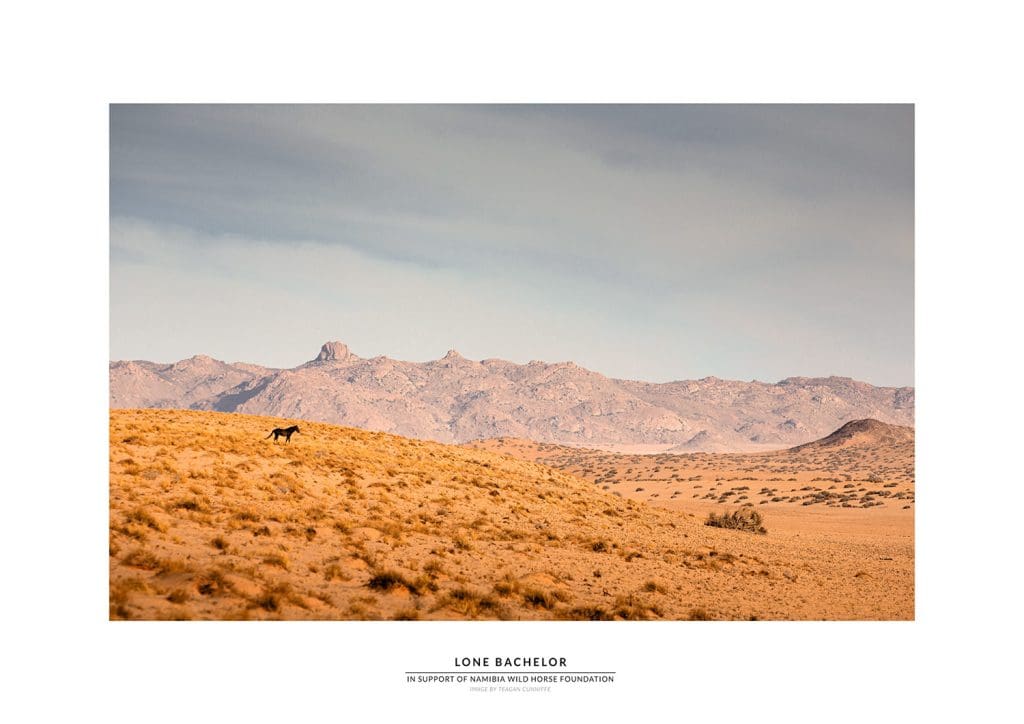 Namibia Wild Horses prints