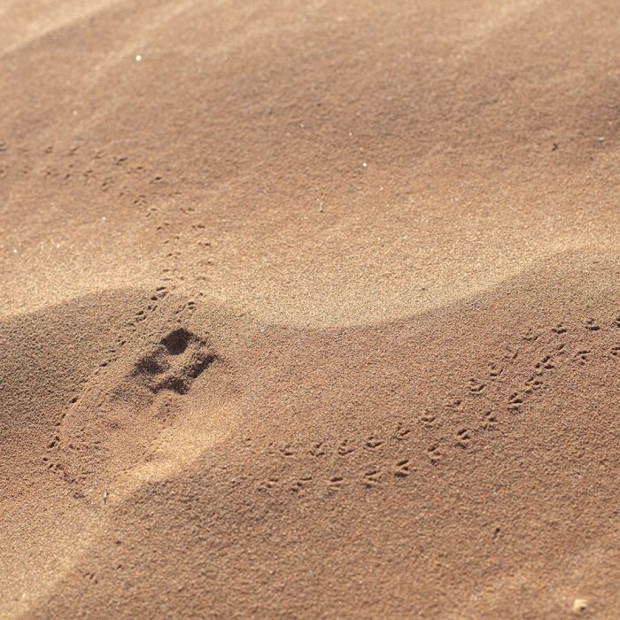 LandscapesAnimals LittleKulala TeaganCunniffe 044